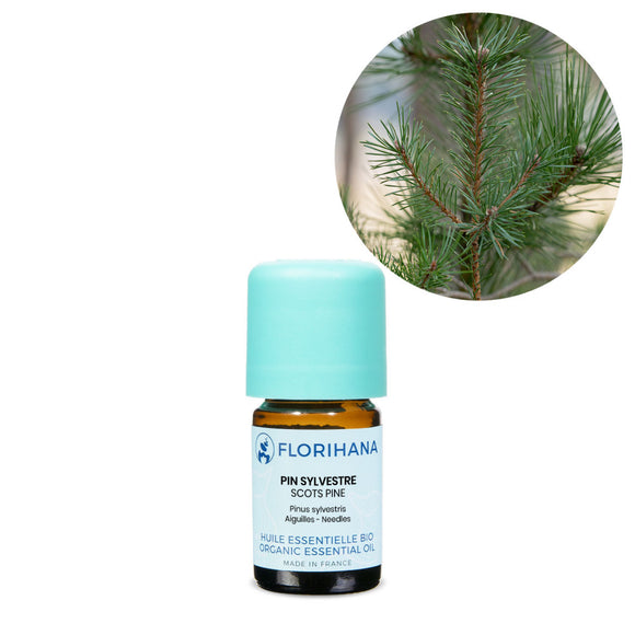 Scots Pine Essential Oil – 5g