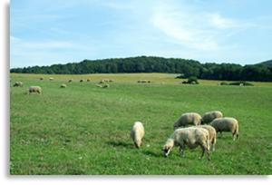 Grass-fed Lamb, Fat – approx. 5lb