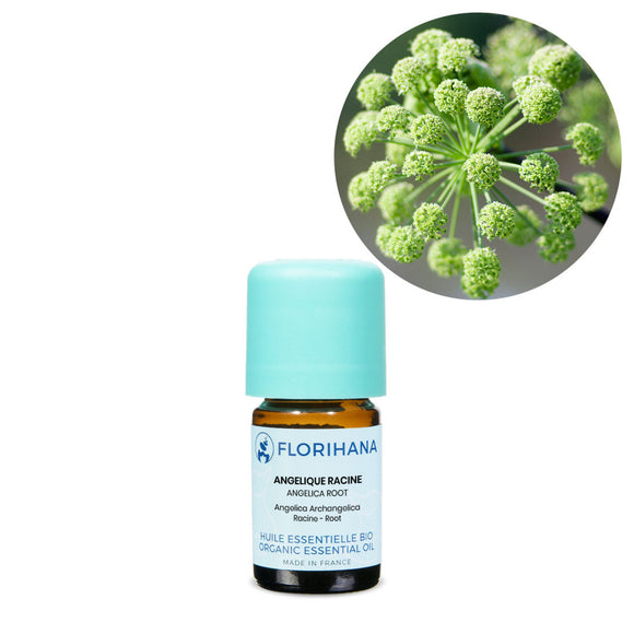Angelica Root Essential Oil – 5g